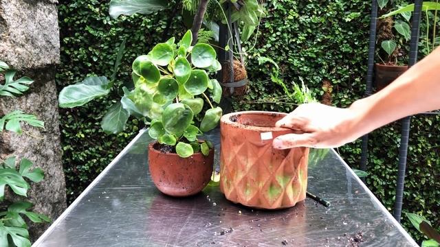Pilea Peperomioides Care And Propagation