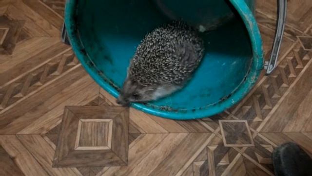 Ёжик в ведре смотреть онлайн