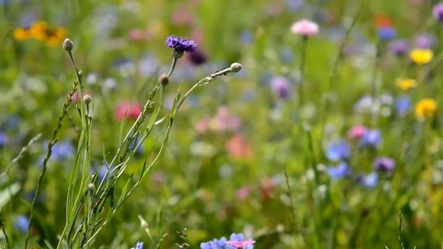 Времена года (на стихи Елены Туркка). Nature Seasons on poems by Elena Turkka смотреть онлайн