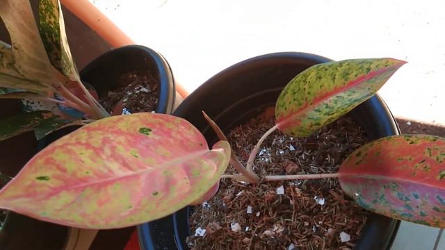 My aglaonema collections смотреть онлайн