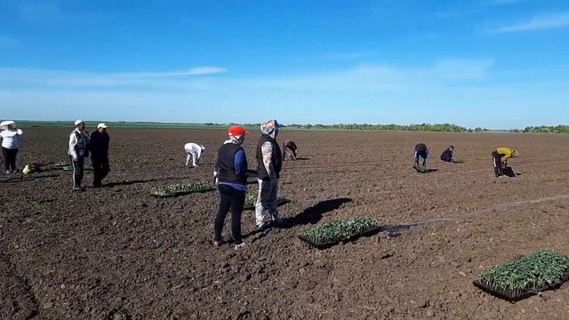 Посадка рассады арбуза 🍉🍉🍉 смотреть онлайн