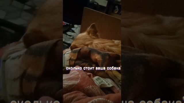 сколько стоит ваша собака? #животные #собаки #рекомендации #рек #собакин смотреть онлайн