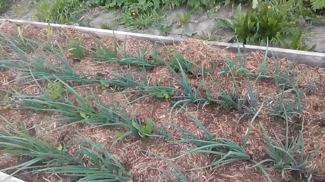 растет , растет лучек . Лук шалот 55 сортов и видов , да репки с два десятка смотреть онлайн