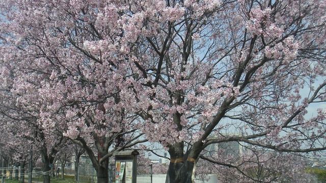 MINOLTA DiMAGE Xt ジャンクカメラ紹介 смотреть онлайн