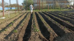 мотоблок Агат в деле первое окучивание картошки