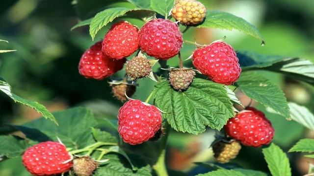 УХОД ЗА МАЛИНОЙ ЛЕТОМ смотреть онлайн