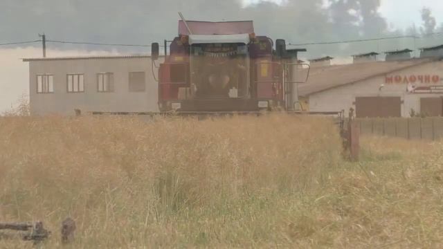 комбайны полесье GS 10 и GS 12. убирают черное золото 2020 смотреть онлайн