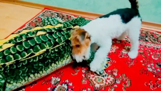 (62) Оттепель ЗИМА отступила ФОКСТЕРЬЕР ПРОТИВ КРОКОДИЛА 18.01.2018 смотреть онлайн