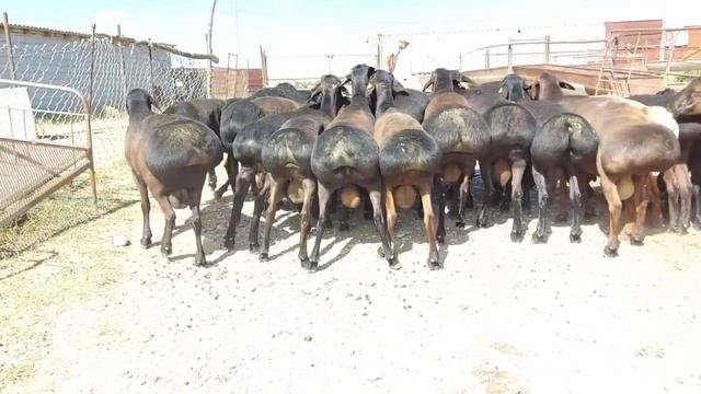 Сатылатын Ұрықтық қошқарлар😍👍 Элитный Гиссарский баран.Гиссарский Гиссарский Гиссарский Гиссарский. смотреть онлайн