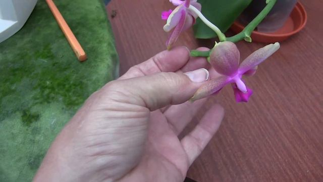 Updates - A Mid Season Update on ALL Orchids Pt 5 P to S смотреть онлайн