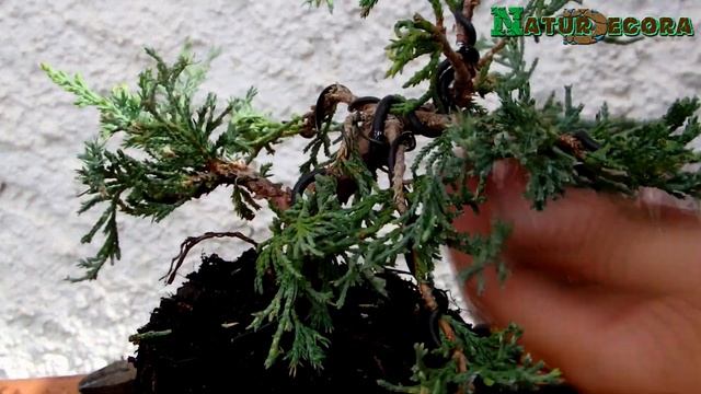 diseñando un juniperus horizontalis wiltoni de vivero ? Styling bonsai смотреть онлайн