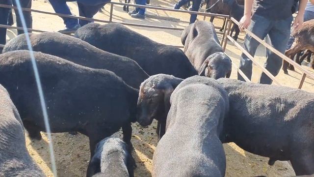 3-qsim .QUVA QUCHQOR VA QUY NARHLARI 28,05,2023 . ZO'R BULDI. смотреть онлайн