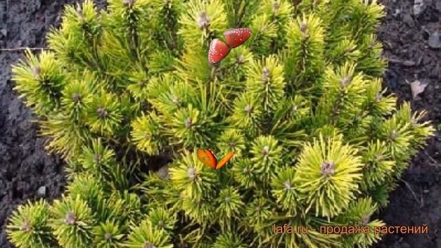 Сосна горная Офир (pinus mugo ophir) ? горная сосна Офир обзор: как сажать, саженцы сосны Офир смотреть онлайн