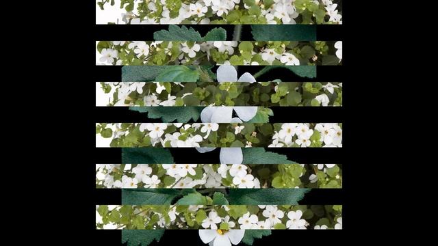 СУТЕРА или БАКОПА (SUTERA=BACOPA) сем. Норичниковые смотреть онлайн