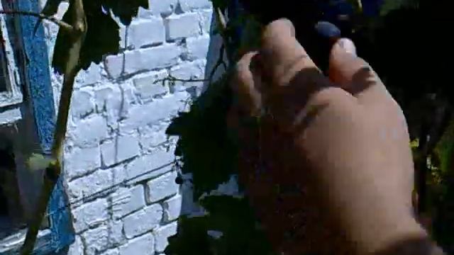 ВИНОГРАД СБОР УРОЖАЯ ЧАСТЬ 2 смотреть онлайн