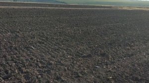 2019 год технология возделывания рапса учимся вместе