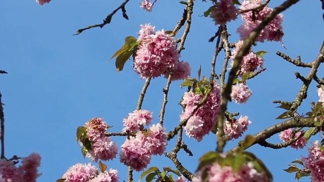 16. БЛАГОДАРНОСТЬ Притча Ошо смотреть онлайн