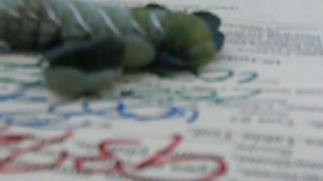 my Tomato Worm смотреть онлайн