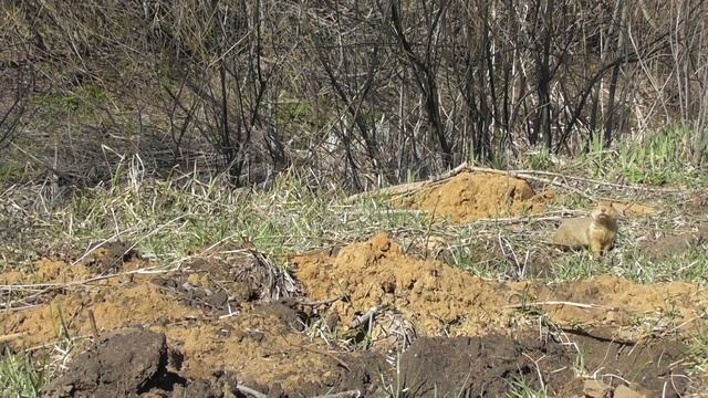 Суслики. Большой и мокрый ( Spermophilus major ) смотреть онлайн