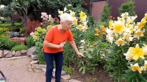 ЛИЛИЯ "Conca D'Or" - самая ароматная красавица моего сада.