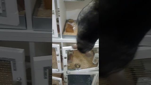 Покупаю дорогих шиншилл. Полигамное разведение.Клетка своими руками. Забавные шиншиллы.Ферма шиншил смотреть онлайн