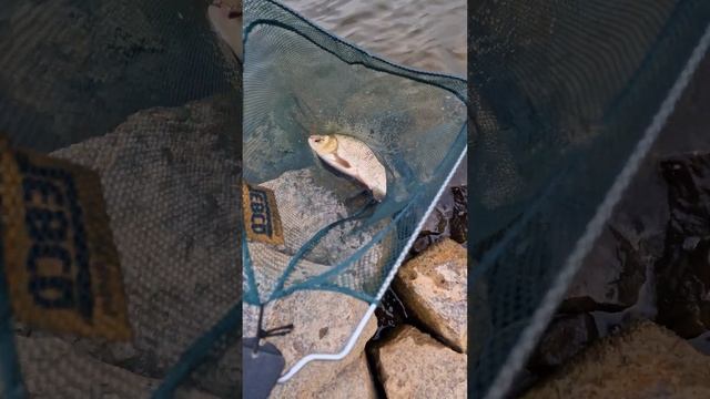 Крупный язь на Рейне. Крупный язь на бычка. Ловим язя на бычка :) смотреть онлайн