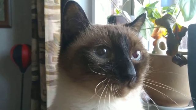 У кота нервный тик смотреть онлайн