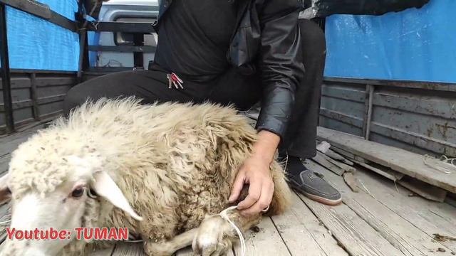 Купили на Рынке Крупного Барана, Чечня Рынок Лошадей смотреть онлайн