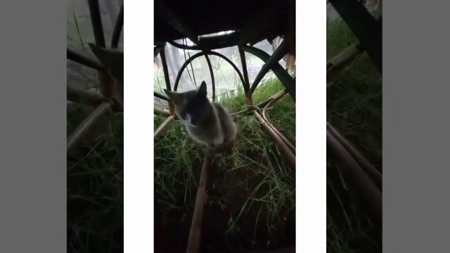 Когда меня нет на даче они тут наслаждаются....? смотреть онлайн