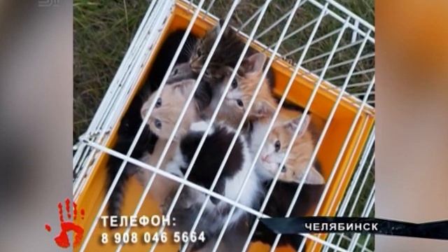 Запаковали в мешок и выбросили умирать смотреть онлайн