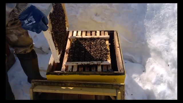 как стимулировать развитие пчел ранней весной смотреть онлайн