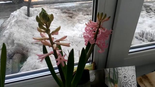 Гиацинт #2 смотреть онлайн