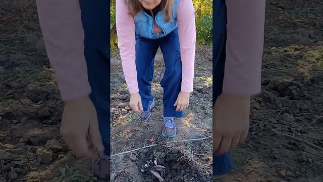 Bazsarózsa rizóma ültetése смотреть онлайн