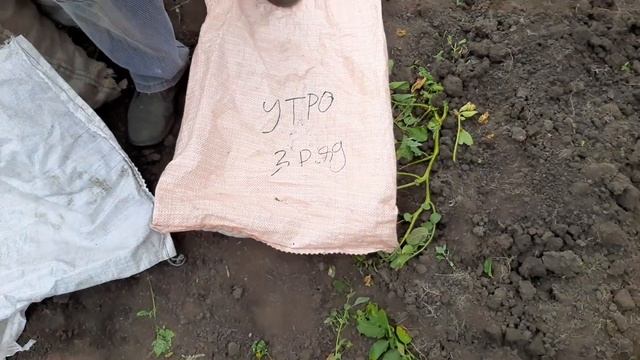 Выкопали элитный картофель! смотреть онлайн