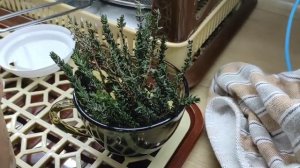 Тимьян размножаем черенками.