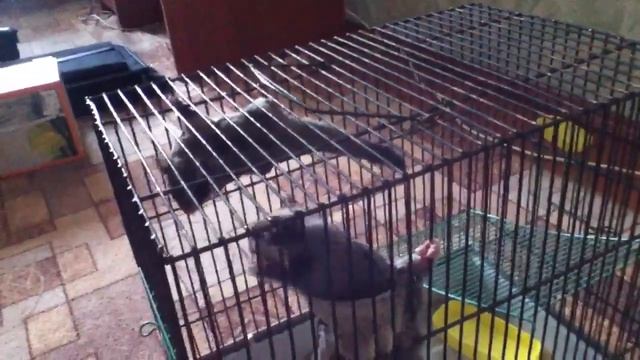 Сахарные поссумы смотреть онлайн