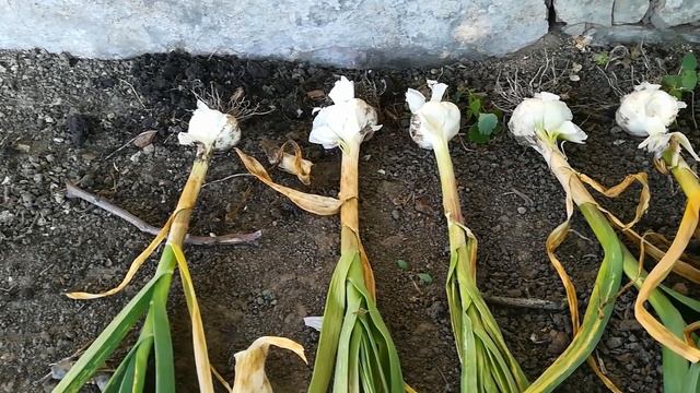 Как определить когда пора копать чеснок смотреть онлайн