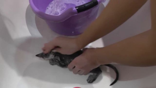 Как помыть котенка смотреть онлайн