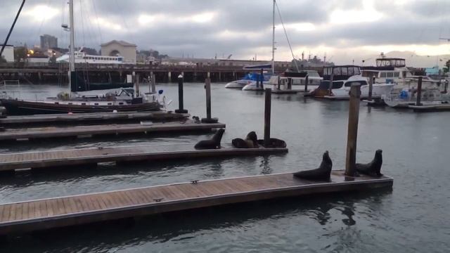Пирс 39, Сан-Франциско (Pier 39, San Francisco) смотреть онлайн