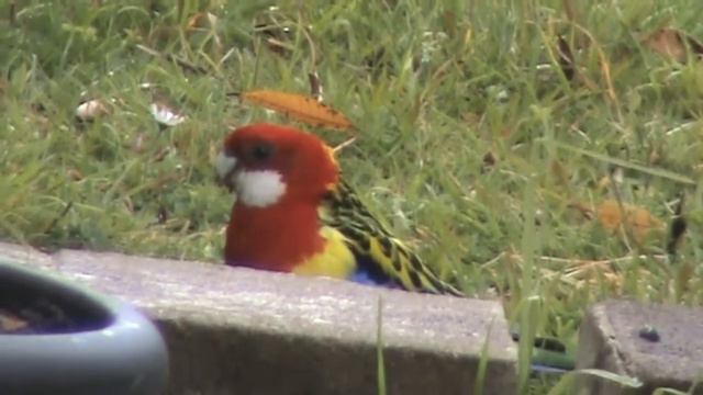 Попугаи Розелла во дворе Rosella Parrots In A Garden