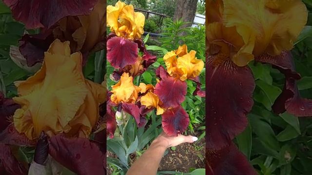 Ирис Suprim Sultan Суприм Султан смотреть онлайн