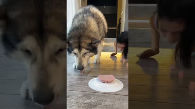 СХВАТКА СОБАКИ И ХОЗЯЙКИ смотреть онлайн