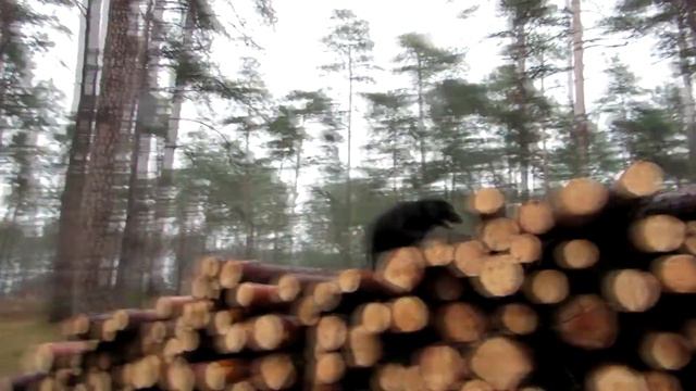 Лабрадор выполняет команды смотреть онлайн