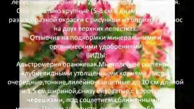 Многолетние цветы для сада Альстремерия смотреть онлайн