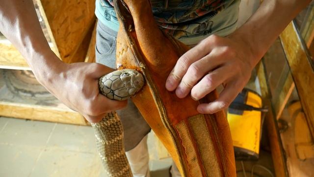 КОБРА ОЧЕНЬ КРЕПКО ВЦЕПИЛАСЬ. Пересаживаем королевских кобр смотреть онлайн