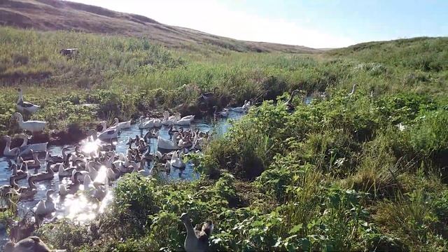 Гуси линдовские и гусята промышленный холмогоры. смотреть онлайн
