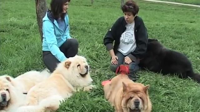 Представляем породу собак  - ЧАУ ЧАУ