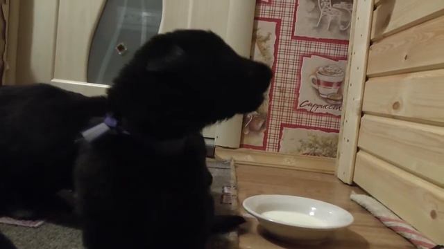 Щенки 20 день