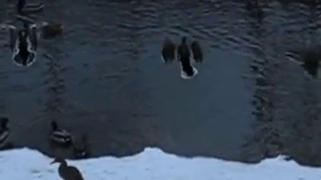 Canon sx 260 hs - Fliegende Ente in Zeitlupe смотреть онлайн