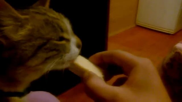 Всеядный кот ест вафли